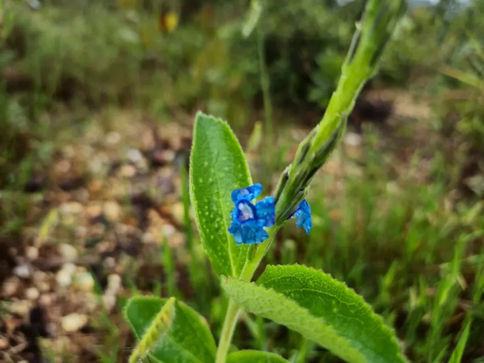 Natureza de verdade